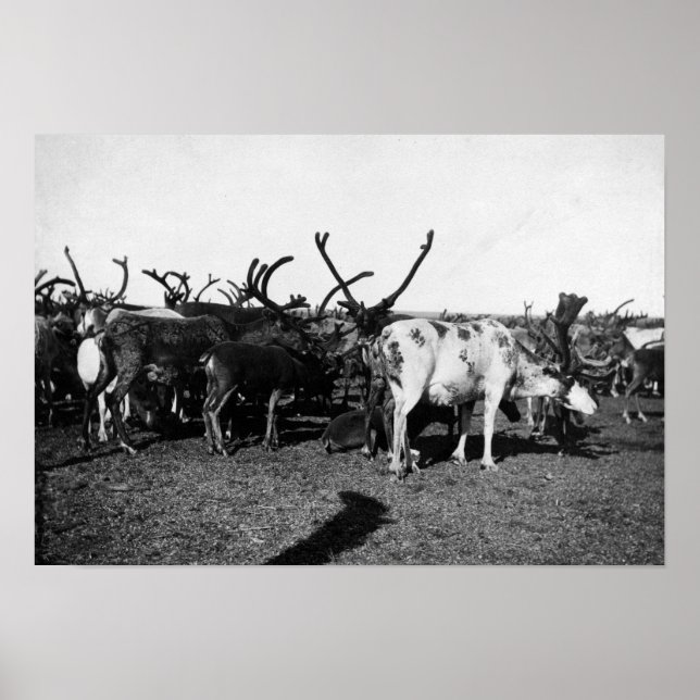 Herd of Reindeer in Alaska Photograph Poster (Framsidan)