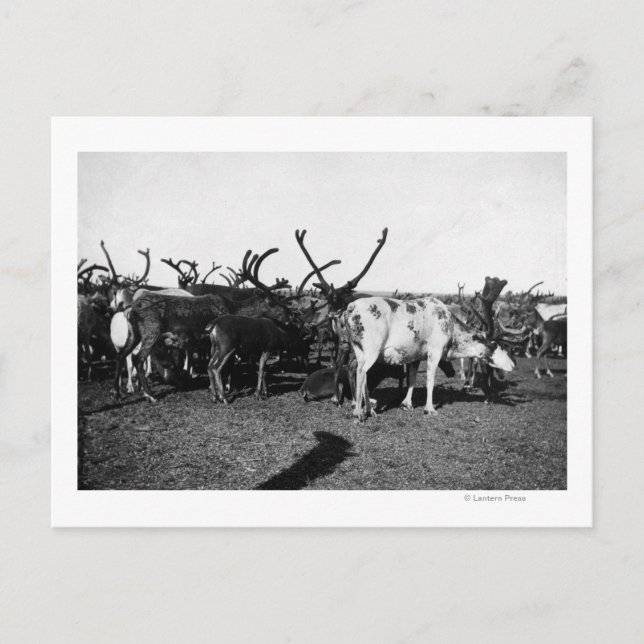 Herd of Reindeer in Alaska Photograph Vykort (Framsida)
