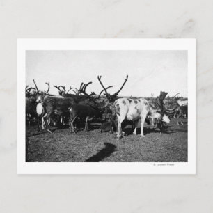 Herd of Reindeer in Alaska Photograph Vykort