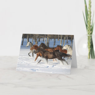 Herd of Trakehner Horses Running i Snö Kort