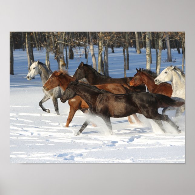 Herd of Trakehner Horses Running i Snö Poster (Framsidan)