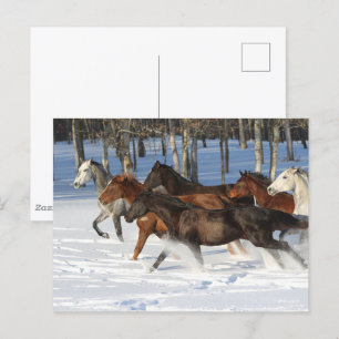 Herd of Trakehner Horses Running i Snö Vykort
