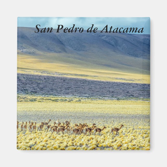 Herd of Vicunas Magnet (Framsidan)