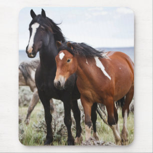 Herd of Vild Horses Musmatta