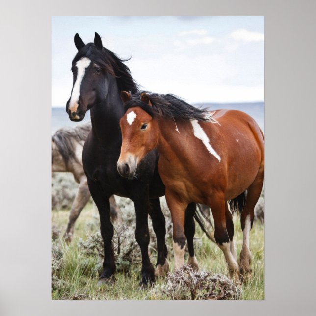 Herd of Vild Horses Poster (Framsidan)