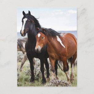 Herd of Vild Horses Vykort