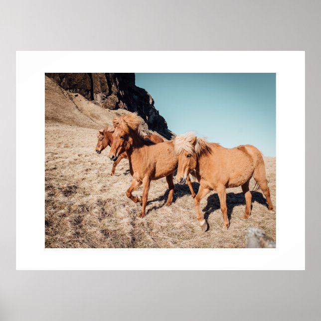 Herd of vild Ponies Poster (Framsidan)