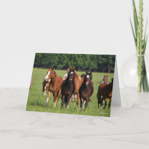 Herd of Welsh Ponies stand in Fält Kort