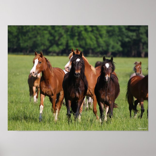 Herd of Welsh Ponies stand in Fält Poster (Framsidan)
