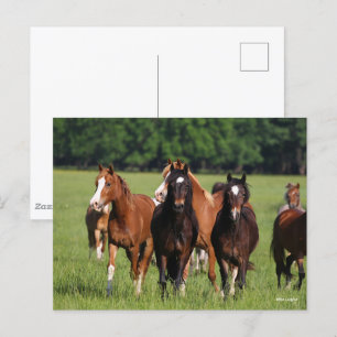 Herd of Welsh Ponies stand in Fält Vykort