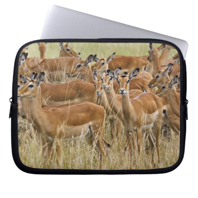 Herd of women Impala, Masai Mara, Kenya. Laptop Sleeve (Framsidan)