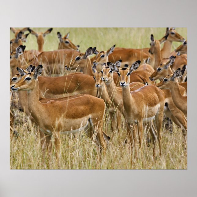 Herd of women Impala, Masai Mara, Kenya. Poster (Framsidan)