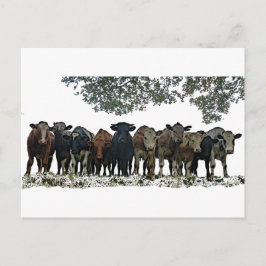 Herd Vykort