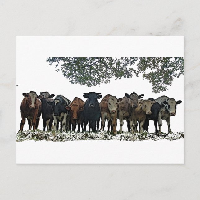 Herd Vykort (Framsida)