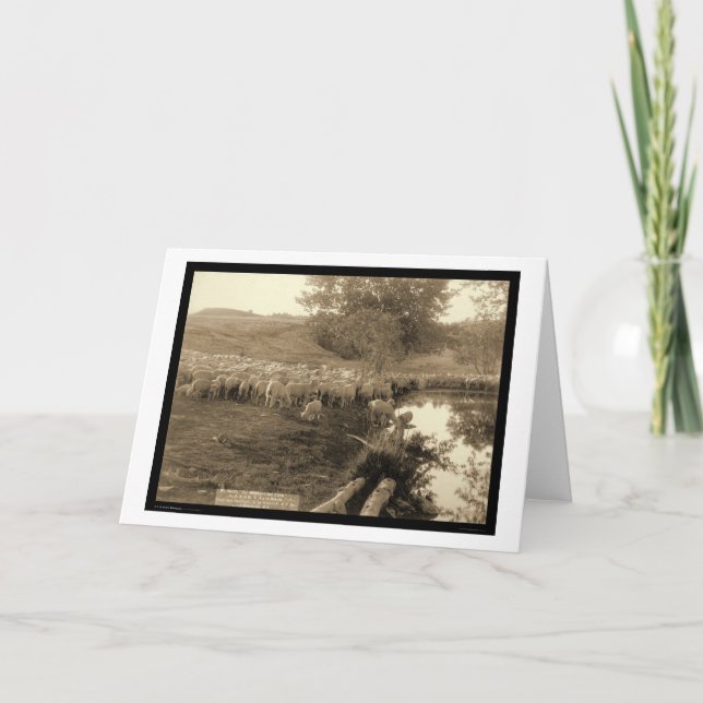 Herde och flock South Dakota 1891 Kort (Framsida)