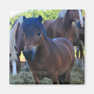 Herdmaster Maganet Magnet