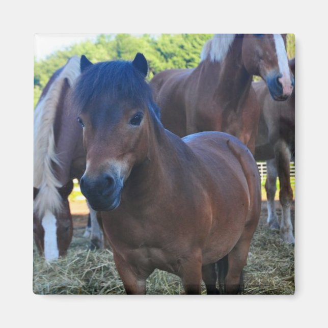 Herdmaster Maganet Magnet (Framsidan)