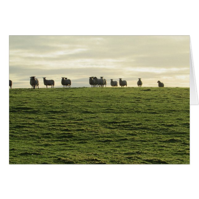 Herdwick Får Hälsningskort (Framsidan Horizontal)