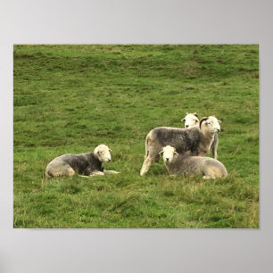 Herdwick Får Poster