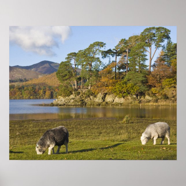 Herdwick får vid Friars Crag, Derwentwater, 2 Poster (Framsidan)