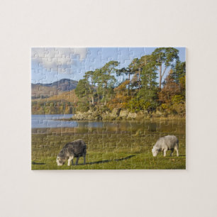 Herdwick-får vid Friars Crag, Derwentwater, 2 Pussel