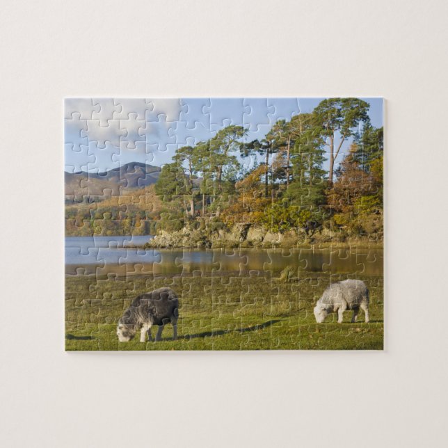 Herdwick-får vid Friars Crag, Derwentwater, 2 Pussel (Horisontell)