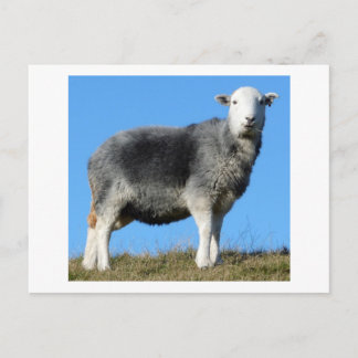 Herdwick Får Vykort