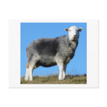 Herdwick Får