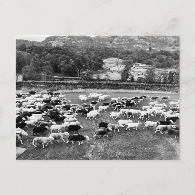 Herdwick Får - vykort (Framsida)