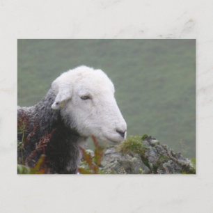 Herdwick Får - vykort