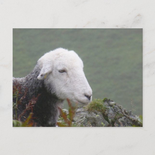 Herdwick Får - vykort (Framsida)