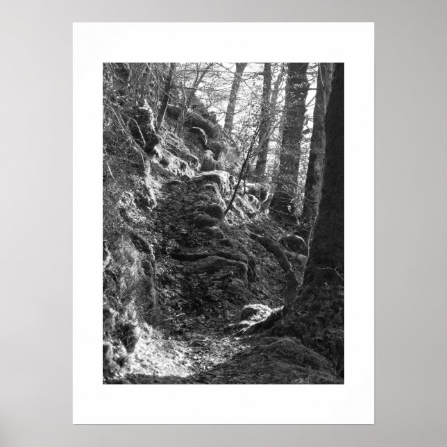 Herdwick Sheep, Cumbria Poster (Framsidan)