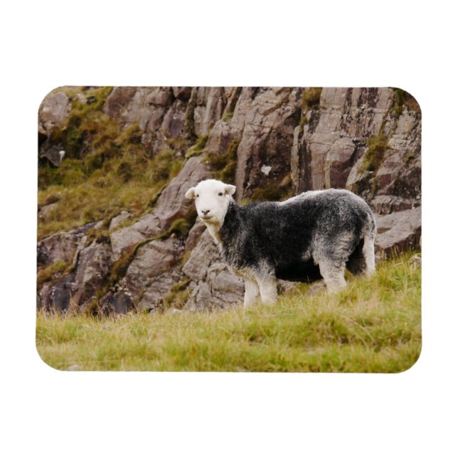 Herdwick Sheep Magnet (Horisontell)