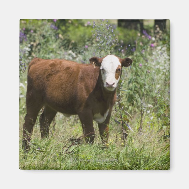 Hereford calf (Bos taurus) i präriebete Magnet (Framsidan)