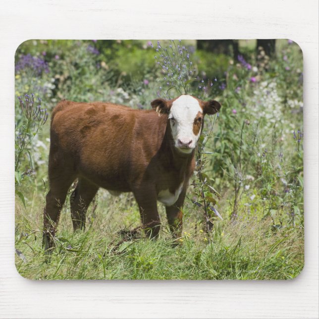 Hereford calf (Bos taurus) i präriebete Musmatta (Framsidan)