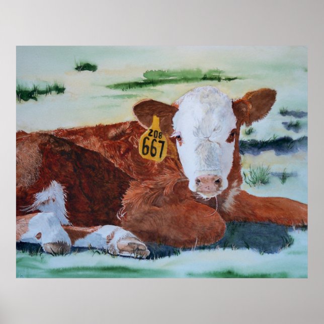 Hereford Calf Poster (Framsidan)