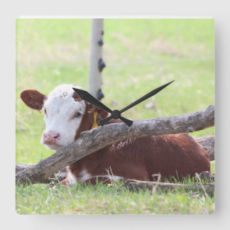 Hereford Calf Resting in the Pasture Fyrkantig Klocka