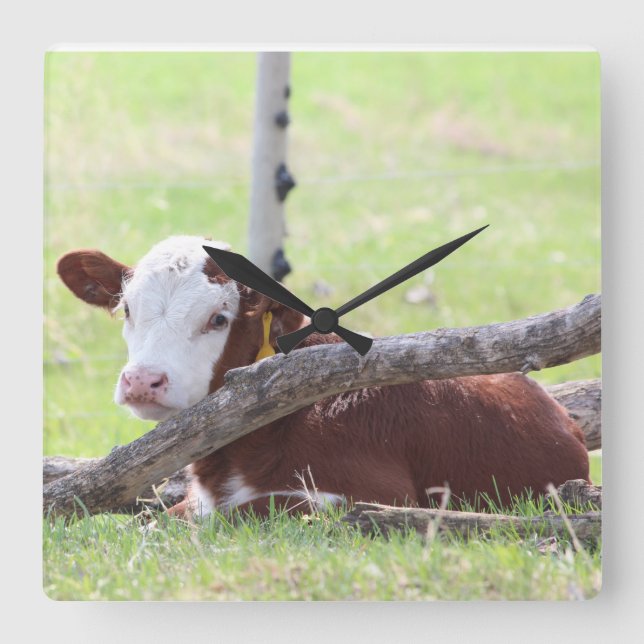 Hereford Calf Resting in the Pasture Fyrkantig Klocka (Framsida)