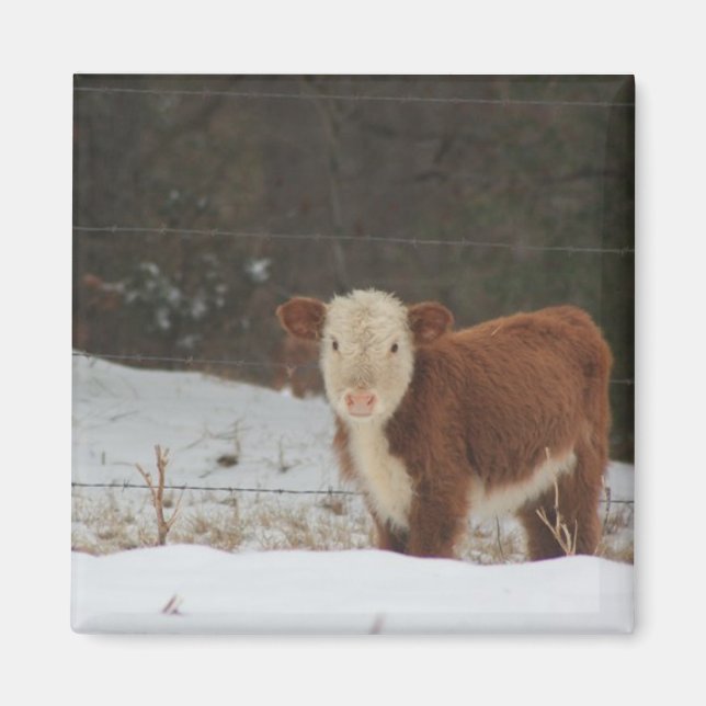 Hereford Calf - Rustic Farm Magnet (Framsidan)