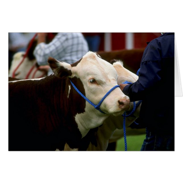 Hereford Cattle Hälsningskort (Framsidan Horizontal)