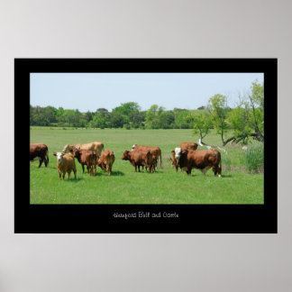 Hereford Cattle Poster Skriv ut