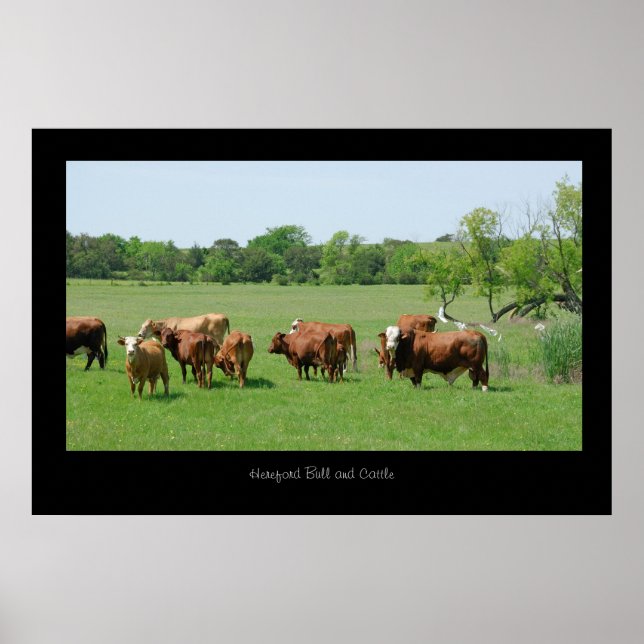 Hereford Cattle Poster Skriv ut (Framsidan)