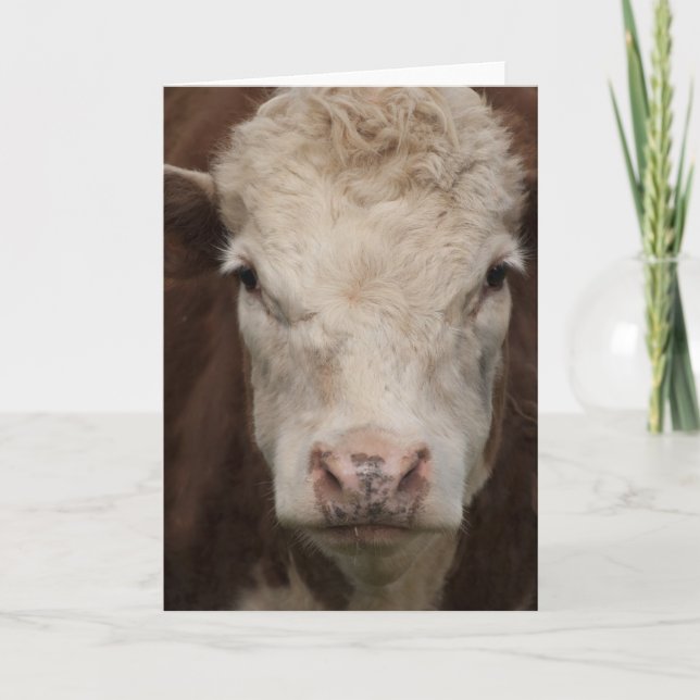 Hereford Kort (Framsida)