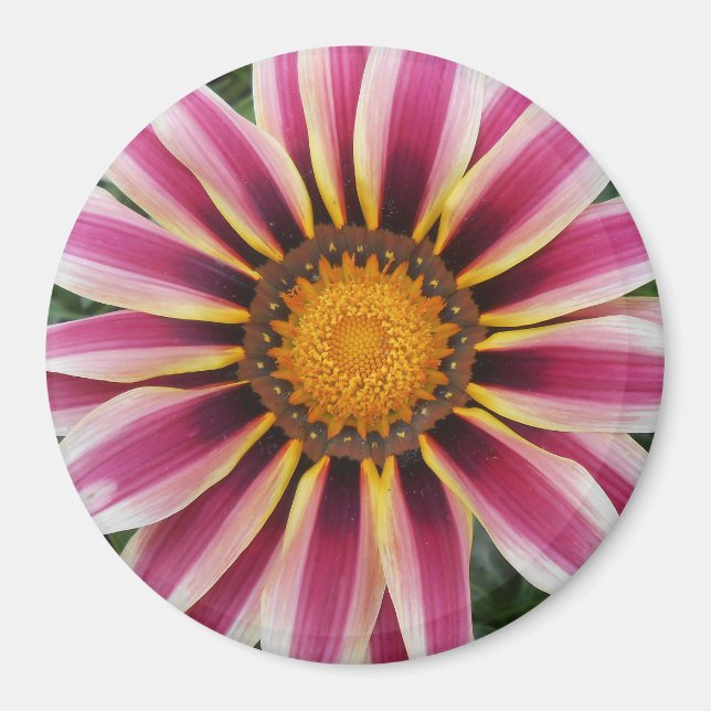 Hereford Magnet (Framsidan)