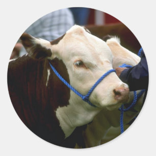 Hereford nötkreatur runt klistermärke