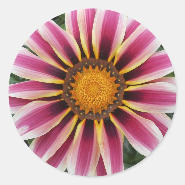 Hereford Runt Klistermärke (Framsida)