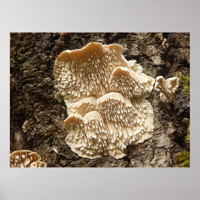 Hericium cirrhatum Mushroom Poster (Framsidan)