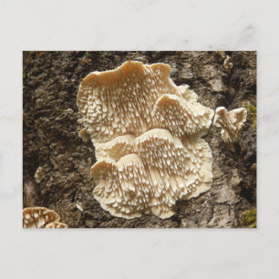 Hericium cirrhatum Mushroom vykort