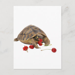 Hermann Tortoise och jordgubbar Vykort