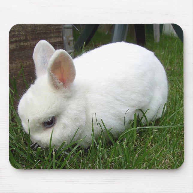 Hermelinkaninchen Musmatta (Framsidan)